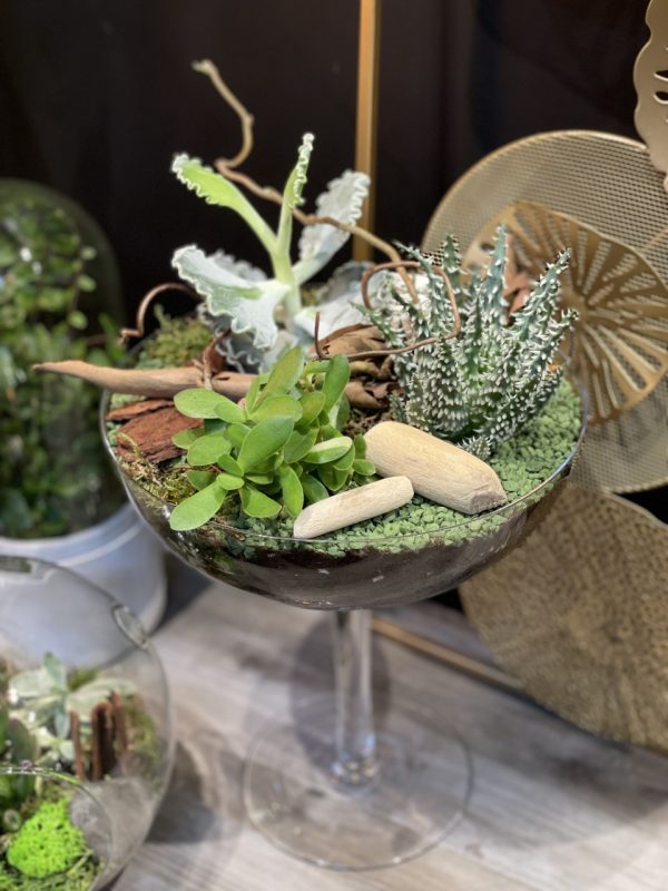 Terrarium de plantes grasses L'arrosoir